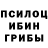 Псилоцибиновые грибы Psilocybine cubensis Polisha Williams