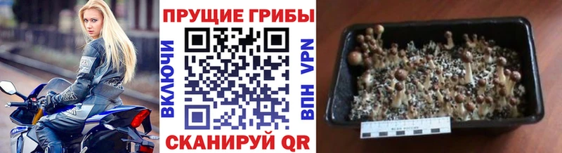 наркошоп  кракен ССЫЛКА  Псилоцибиновые грибы мухоморы  Грозный 